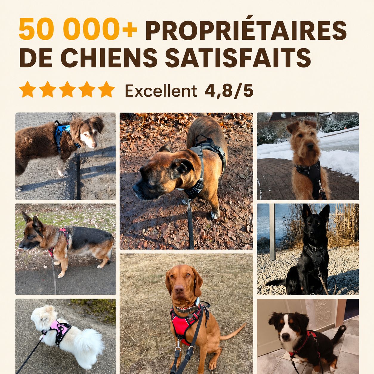Harnais anti-traction pour chien Motenco