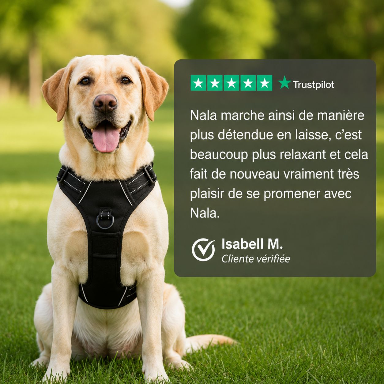 Harnais anti-traction pour chien Motenco